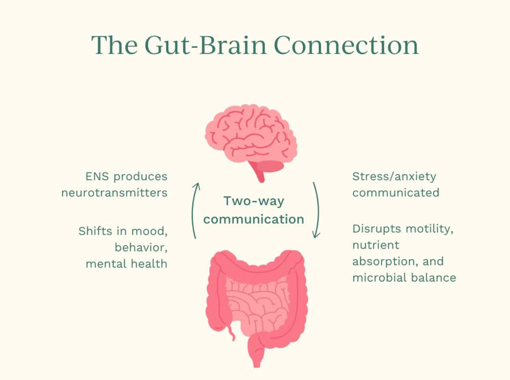 GutBrainConnection